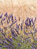 Lavender and Wheat, Provence, France Photographie par Nadia Isakova
