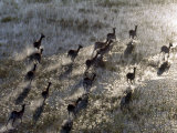 Red Lechwe Rush across Shallow Tributary of Okavango River in Okavango Delta of Northwest Botswana Photographie par Nigel Pavitt