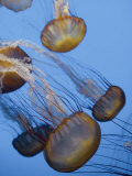California, Monterey Bay Acquarium, Pacific Sea Nettle Jellyfish, USA Photographie par Michele Falzone