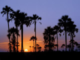 Sunset on the Edge of the Ntwetwe Saltpan Where Moklowane or African Fan Palms Grow in Profusion Photographic Print by Nigel Pavitt