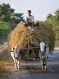 Myanmar, Burma, Bagan, A Farmer Takes Home an Ox-Cart Load of Rice Straw for His Livestock Photographie par Nigel Pavitt