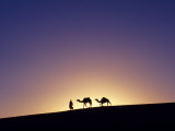 Berber Tribesman Leads His Two Camels Along the Top of Sand Dune in the Erg Chegaga, in the Sahara  Photographic Print by Mark Hannaford