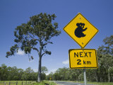 Queensland, Fraser Coast, Maryborough, Koala Crossing Sign on the Bruce Highway, Australia Fotografisk tryk af Walter Bibikow Queensland, Fraser Coast, Maryborough, Koala Crossing Sign on the Bruce Highway, Australia Fotografisk tryk af Walter Bibikow