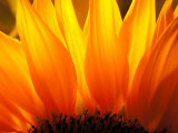 Sunflower Photographic Print by Nadia Isakova