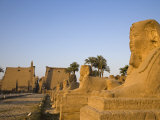 Avenue of Sphinxes Leading Up to Luxor Temple, Egypt Photographic Print by Julian Love