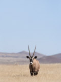 Gemsbok, Namib Desert, Namibia, Africa Photographic Print by Ann & Steve Toon