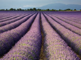 Lavender Field, Plateau De Valensole, Provence, France, Europe Photographic Print by Guy Edwardes