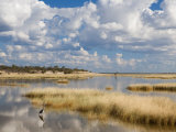 Etosha Pan after Rains, Etosha National Park, Namibia, Africa Photographie par Ann & Steve Toon
