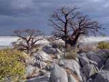 Gnarled Baobab Tree Grows Among Rocks at Kubu Island on Edge of Sowa Pan, Makgadikgadi, Kalahari Photographic Print by Nigel Pavitt