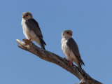 Pygmy Falcon Pair, Kgalagadi Transfrontier Park, Northern Cape Photographic Print by Ann & Steve Toon