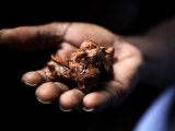 Fermenting Cocoa Beans at the Aqua Izé Cocoa Plant in Saotomé and Principé Fotografie-Druck von Camilla Watson