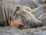 Katavi National Park, A Hippo Basks in Mud Wallow as the Katuma River Dries, Tanzania Photographic Print by Nigel Pavitt
