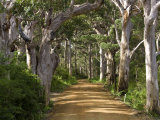 Avenue of Trees, West Cape Howe Np, Albany, Western Australia Photographie par Peter Adams