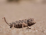 Namaqua Chameleon, Namib Desert, Namibia, Africa Photographie par Ann & Steve Toon