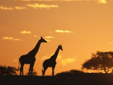 Giraffes, Silhouetted at Sunset, Etosha National Park, Namibia, Africa Photographic Print by Ann & Steve Toon