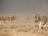 Burchell's Zebra, Etosha National Park, Namibia, Africa Photographic Print by Ann & Steve Toon