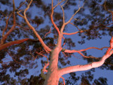 Mature Lemon Scented Gum Trees Perth, Western Australia, Australia Photographic Print by Peter Adams