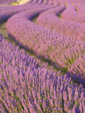 Lavender Field, Provence-Alpes-Cote D'Azur, France Photographic Print by Doug Pearson