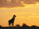 Giraffes, Silhouetted at Sunset, Etosha National Park, Namibia, Africa Fotografisk trykk av Ann & Steve Toon