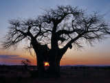 Sunrise Through Hole Made in Baobab Tree by an Elephant in Ruaha National Park of Southern Tanzania Lámina fotográfica por Nigel Pavitt