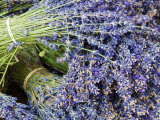 Lavender Bundles for Sale in Roussillon, Sault, Provence, France Photographic Print by Nadia Isakova