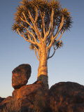 Quiver Tree, Quiver Tree Forest, Keetmanshoop, Namibia, Africa Photographic Print by Ann & Steve Toon