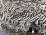 Burchell's Zebra, at Waterhole, Etosha National Park, Namibia, Africa Fotografie-Druck von Ann & Steve Toon