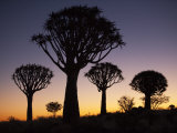 Quiver Trees, Quiver Tree Forest Silhouette, Keetmanshoop, Namibia, Africa Photographic Print by Ann & Steve Toon
