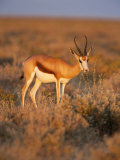 Springbok, Female Feeding, Etosha National Park, Namibia, Africa Photographie par Ann & Steve Toon