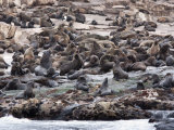 South African Fur Seals, Seal Island, False Bay Photographie par Ann & Steve Toon