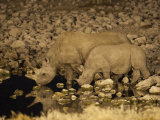 Black Rhino, Cow and Calf, Drinking at Night, Okaukuejo Waterhole Photographic Print by Ann & Steve Toon