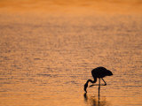 Greater Flamingo, at Dusk, Walvis Bay Lagoon, Namibia, Africa Photographie par Ann & Steve Toon