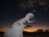 African Elephant, Browsing at Dusk, Okaukuejo Waterhole Photographie par Ann & Steve Toon