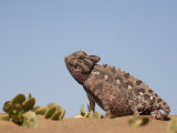 Namaqua Chameleon, Namib Desert, Namibia, Africa Photographic Print by Ann & Steve Toon