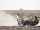 Burchell's Zebra, Dust Bathing, Etosha National Park, Namibia, Africa Photographic Print by Ann & Steve Toon
