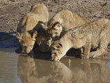 Four Lion Cubs Drinking, Masai Mara National Reserve, Kenya, East Africa, Africa Photographic Print by James Hager