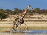 Giraffe, Wading Through Seasonal Water on Pan Photographie par Ann & Steve Toon