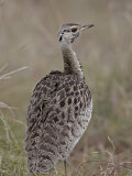 Male Black-Bellied Bustard Photographic Print by James Hager