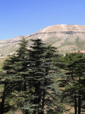 The Cedar Trees of Bcharre, Qadisha Valley, Lebanon Photographic Print by Wendy Connett