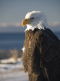 Bald Eagle, Homer, Alaska, United States of America, North America Photographic Print by Richard Maschmeyer