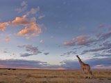Giraffe, at Dusk, Etosha National Park, Namibia, Africa Photographie par Ann & Steve Toon