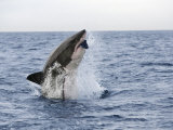 Great White Shark, Breaching to Decoy, Seal Island, False Bay, Cape Town Reprodukcja zdjęcia autor Ann & Steve Toon Great White Shark, Breaching to Decoy, Seal Island, False Bay, Cape Town Reprodukcja zdjęcia autor Ann & Steve Toon