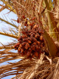 Dates on a Date Palm, Mafo, Ubari, Libya, North Africa, Africa Photographic Print by Godong 