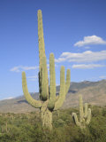 Saguaro Cacti, Saguaro National Park, Rincon Mountain District, Tucson, Arizona Photographic Print by Wendy Connett