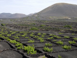 Vineyards of La Geria on Volcanic Ash of 1730S Eruptions, Lanzarote, Canary Islands Lámina fotográfica por Tony Waltham Vineyards of La Geria on Volcanic Ash of 1730S Eruptions, Lanzarote, Canary Islands Lámina fotográfica por Tony Waltham