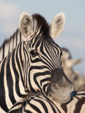 Burchell's Zebra, Resting, Etosha National Park, Namibia, Africa Photographic Print by Ann & Steve Toon