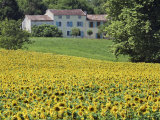 Cultivated Sunflowers Arable Crop, Near Valensole, Provence, France, Europe Photographic Print by Guy Edwardes