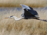 Grey Heron, in Flight, Etosha National Park, Namibia, Africa Photographie par Ann & Steve Toon