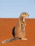 Ground Squirrel, Kgalagadi Transfrontier Park, Northern Cape Photographic Print by Ann & Steve Toon