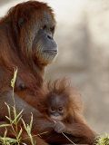 Orangutan Mother and 6-Month Old Baby in Captivity, Rio Grande Zoo Lámina fotográfica por James Hager Orangutan Mother and 6-Month Old Baby in Captivity, Rio Grande Zoo Lámina fotográfica por James Hager